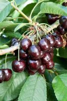 Prunus avium - Cerise douce 'Kordia '