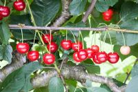 Prunus cerasus - Acid Cherry 'Morello '
