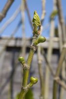 Embryons de figues - Ficus carica 'Brown Turkey'
