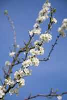 Prunus domestica 'Avalon' - Fleur de prunier