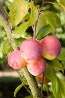 Prunus domestica 'Excalibur' - Prune