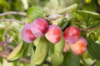 Prunus domestica 'Opal' - Prune
