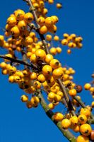 Malus x zumi 'Golden Hornet' - Pommetiers jaunes contre un ciel d'automne bleu profond
