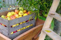 Scène de jardin d'automne avec des pommes exceptionnelles dans une caisse en bois antique, avec une brouette en bois