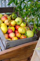 Scène de jardin automnal avec des pommes exceptionnelles dans une caisse en bois antique