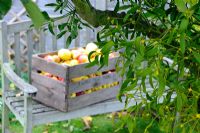 Scène de jardin automnal avec des pommes exceptionnelles dans une caisse en bois antique, sur le siège de jardin