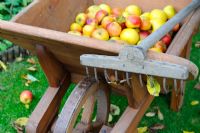 Scène de jardin automnal avec des pommes exceptionnelles dans une brouette en bois antique avec râteau à gazon