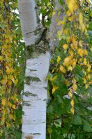 Espèces de bouleaux montrant des écorces et des feuilles d'automne