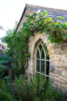 Une vigne formée sur une fenêtre gothique