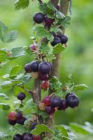 Ribes uva-crispa - Groseille à maquereau 'Black Velvet'