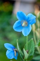 Meconopsis 'Lingholm' groupe bleu fertile, syn Meconopsis grandis