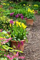 Pots en terre cuite tapissant un chemin planté de Tulipa 'West Point' - Prieuré House