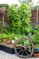 Bordure de légumes surélevés avec des rangées de persil, carottes, haricots, haricots verts et fraises - 'The Home Front Garden', médaillée de bronze, RHS Hampton Court Flower Show 2011