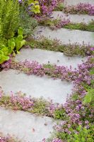 Thym en fleurs planté entre les dalles de pavage dans le chemin - Un jardin de récolte urbain - Hampton Court 2011
