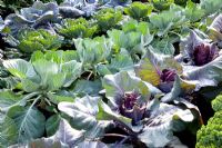 Brassica oleracea - Choux 'Kalibos', 'Serpentine' et 'Brigadier'