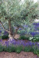 Lavandula spp, Olea europea et Orlaya grandiflora dans la lavande et l'oliveraie - 'Le jardin comestible RHS' - RHS Hampton Court Flower Show 2011