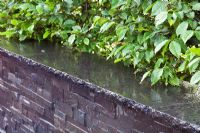 Un mur de pierre ardoise humide avec haie de Carpinus