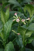 Nicotiana tabacum 'Mammouth du Maryland' Plante de tabac en fleur