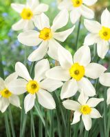Mouette Narcisse