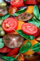 Salade de tomates aux fruits du potager - rouge - Alicante, rouge-violet foncé 'Paul Robeson', jaune - 'Native Sun'