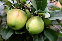 Malus domestica 'Lane's Prince Albert' cuire des pommes presque prêtes à être récoltées