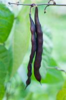 Phaseolus vulgaris 'Trionfo Violetto' - Haricots verts grimpants