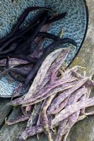 Phaseolus vulgaris 'Merveille de Piedmonte' - Haricots nains