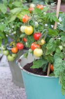 Tomates poussant dans un pot en émail