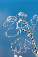 Cas de graines givrées de Lunaria annua - Pettifers, Oxfordshire