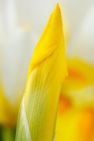Iris 'Symphony' - Dutch Iris, fleur fermée