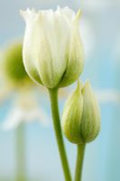 Anemone cylindrica - Bougie Anémone, fleur fermée