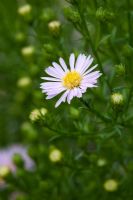 Aster 'Esther'