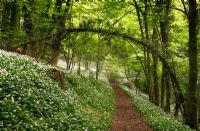 Allium ursinum Ramson ail sauvage dans les bois Stroud Gloucestershire dawn