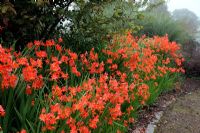 Crocosmia 'Severn Sunrise' au Jardin Botanique National du Pays de Galles - Gardd Fotaneg Genedlaethol Cymru