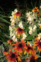Rudbeckia hirta 'Cappuccino' avec Digitalis grandiflora au Jardin Botanique National du Pays de Galles - Gardd Fotaneg Genedlaethol Cymru