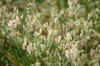 Briza maxima - Grande herbe tremblante au Jardin botanique national du Pays de Galles - Gardd Fotaneg Genedlaethol Cymru