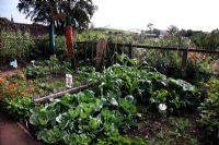 Parcelles de jardinage scolaire au Jardin botanique national du Pays de Galles - Gardd Fotaneg Genedlaethol Cymru