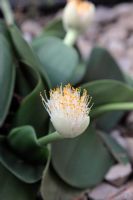 Haemanthus albiflos