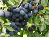 Prunus domestica 'Laxtons Cropper' - Prune