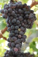 Vitis vinifera 'Mrs Pinces Black Muscat' - Raisins