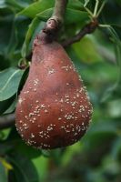 Monilinia fructogena - Pourriture brune sur poire