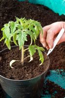 Rempotage sur une plante de tomate - Étape 3 - bien arroser et remplacer l'étiquette