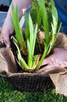 Diviser un Iris d'eau - Étape 2 - tapisser un pot aquatique avec la hession avant d'y placer la division