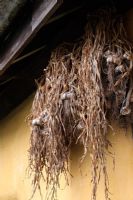Ail nouvellement récolté suspendu sous des avant-toits orientés au sud où il est protégé de la pluie - frais, bien ventilé et sec et restera bon pour un usage alimentaire pendant 9 mois