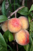 Prunus persica - Pêche 'Rochester' - fruits mûrs
