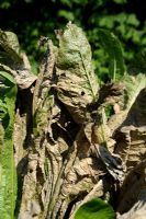 Armoracia rustiqueana - Feuilles endommagées par le raifort