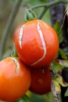 Tomate 'Big Rosy' - Fruit fendu causé par des conditions météorologiques extrêmes humides et sèches ou un arrosage irrégulier