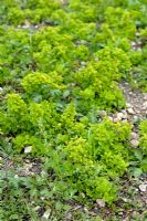 Origanum vulgare - Origan envahi par les mauvaises herbes