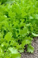 Cichorium endivia var. crispum - Salade de chicorée frisée 'Grosse Pancaliere'
