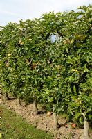 Malus 'Jonagold' - Pommier formé en espalier